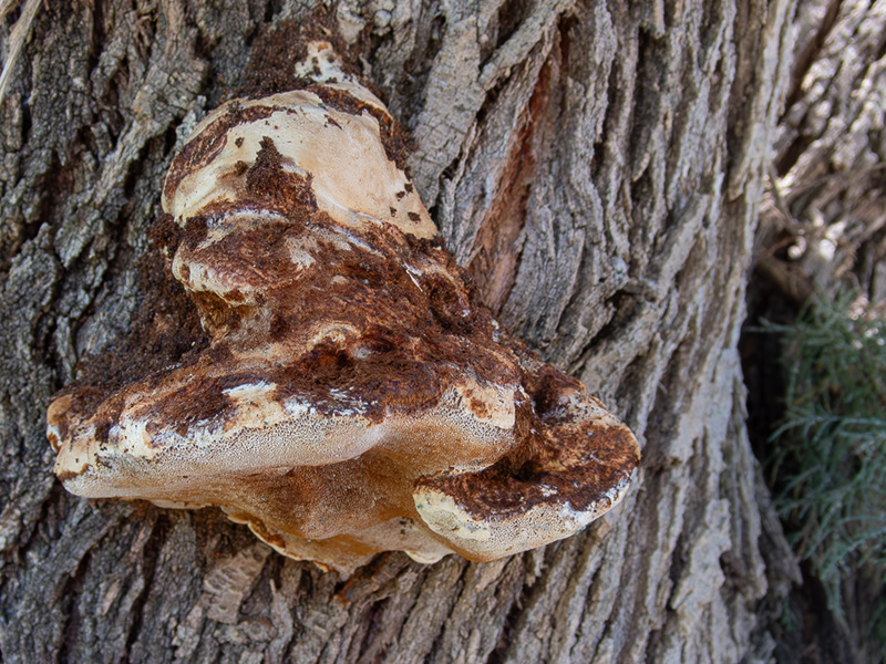 Inonotus tamaricis
